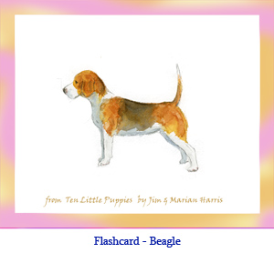 Beagle Dog Flashcard – no breed name